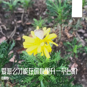 爱怎么才能在你心里升一个台阶