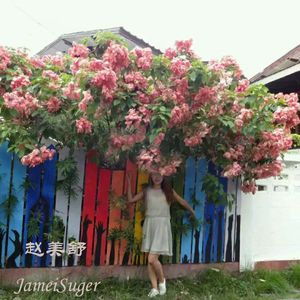 花生花