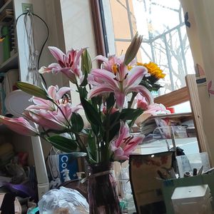 梦特别娇（cover回春丹）