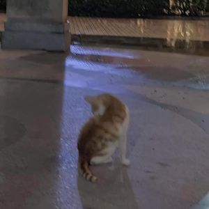 大海 · 猫 · 外星人