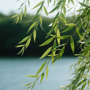 明月清风伴我眠