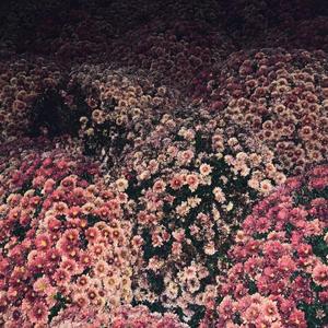 阿拉斯加海湾（翻自 菲道尔）