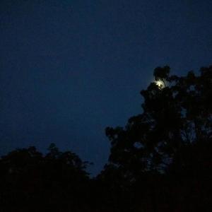 Take me hand（抓紧我的手）（翻自 Cecile Corbel）