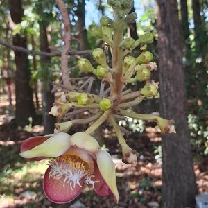 ขอจันทร์