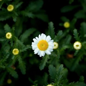 花漠