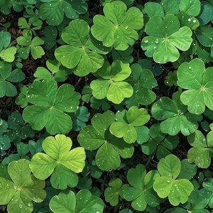 战国秋·相思未歇