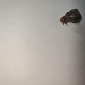 Pathological（Original Mix）