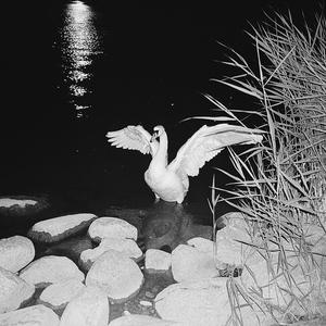 Voron (feat. Šv. Kristoforo Kamerinis Orkestras) (Live) (Live)