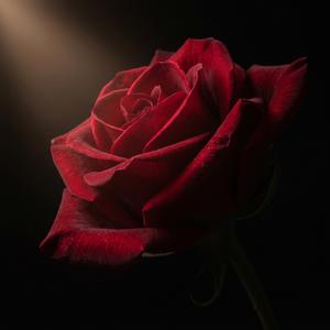 너란 장미 (A Rose Called You)