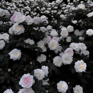 又是一个人去巴黎