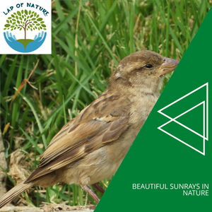 Scarlet Northen Flicker