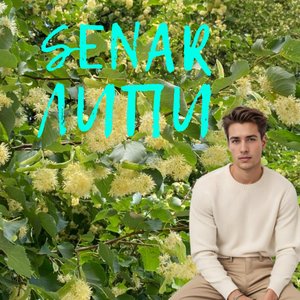 Липи