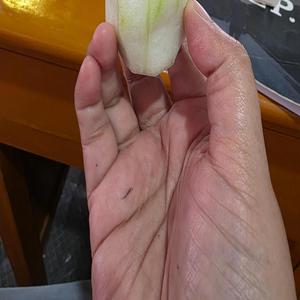 Kuripot