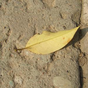 卡农Canon（木吉他独奏）（Cover Johann Pachelbel）