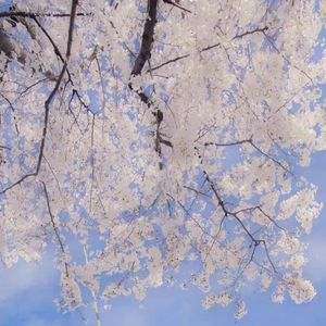 就让我在春风沉醉的夜晚老去（吉他弹唱）