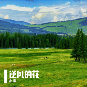 逆风的花