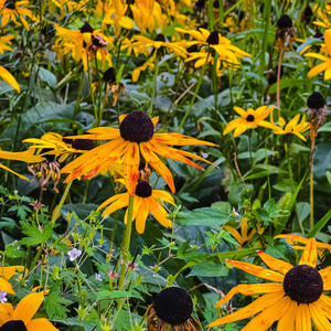 此生不换(Vision of Le)