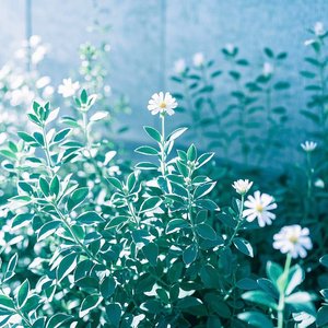 灵魂音药