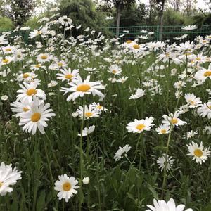 逃离爱情计划（Pron by百川）