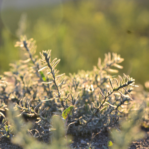 अनजाने में छूट