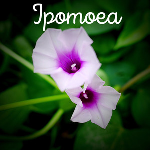 Ipomoea