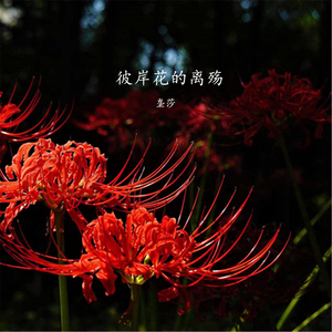 彼岸花的流泪