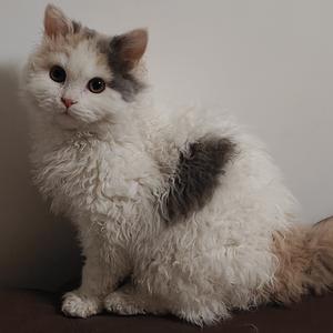 万物可爱（Cover：王一博）