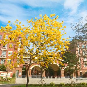 回到观澜湖边2022