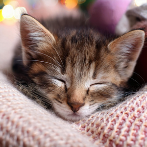 Acordes Felinos Juguetones