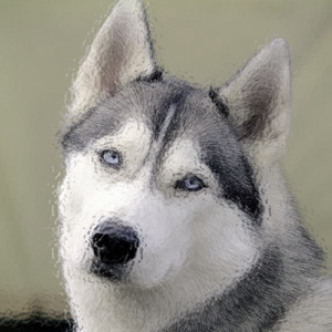 天呐，狼还不走