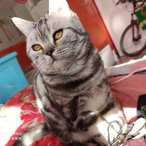 无论你样子是多么怪异我还是会喜欢你