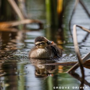 Duckling
