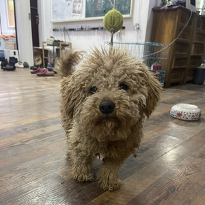 “慧子小姐请和我交往”