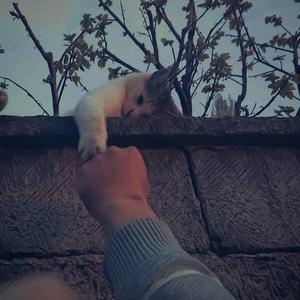 My cat's name is Catctus