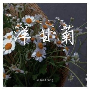 洋甘菊