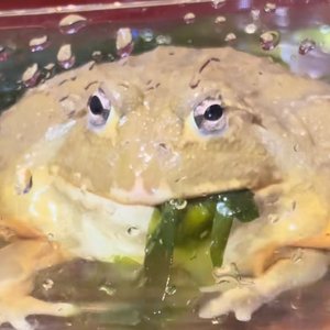 牛牛向前冲