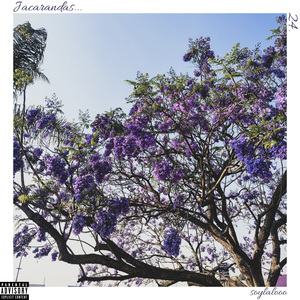 Jacarandas...