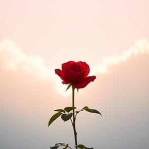 🎵 Judul: "Mawar di Hatiku" 🎵 by @visionarydynamicrange713