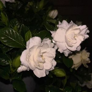 她(Prod.Siren & EVO MUSIC)