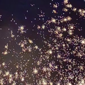 杨花飘—伴奏