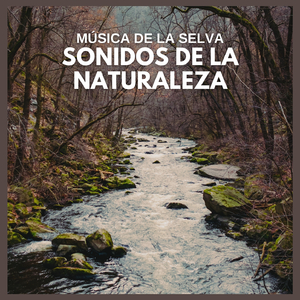 Música de la Selva: Sonidos de la Naturaleza (49)