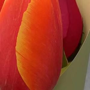 不是我 （Prod.by FRESH_ye）