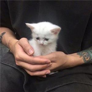 是梦中的那种颜色(抖音原版)