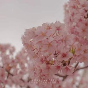 知否知否(女声版)