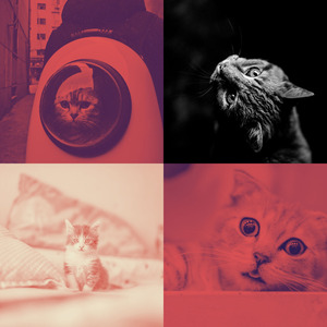 精彩压力大的猫环境