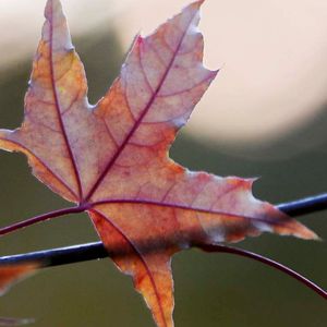 冬天的傍晚 伴奏