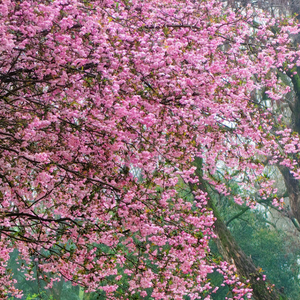 杨柳青青别少年