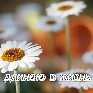 ДЛИНОЮ В ЖИЗНЬ