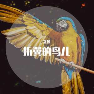 折翼的鸟儿