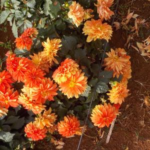 SPECIAL (feat. Eryxse)